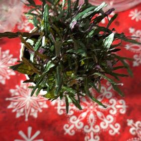 Photo of the plant species Idea For Terrariums by @IdolCornbind96 named Fernie Mercury on Greg, the plant care app