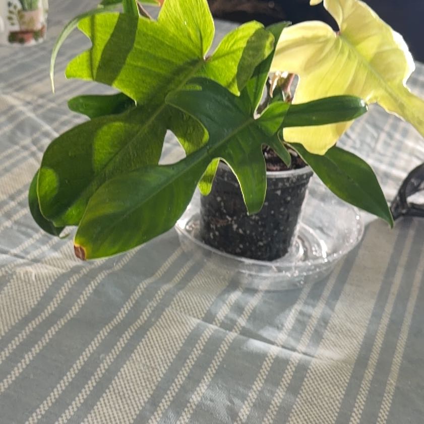 Photo of the plant species Flordia Ghost by @IdolCornbind96 named Spike Leaves on Greg, the plant care app