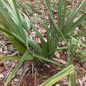 Photo of the plant species Dwarf Palmetto by @TrueblueMorombe named Sol on Greg, the plant care app