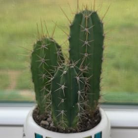 Photo of the plant species Giant Neoraimondia by @YesElkweed19 named Spike on Greg, the plant care app
