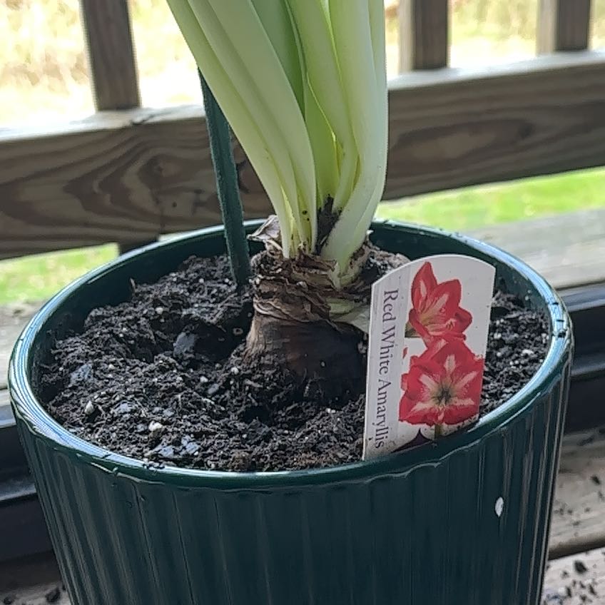 Photo of the plant species Amaryllis by @FunRosemoss74 named Ulysses S Plant on Greg, the plant care app