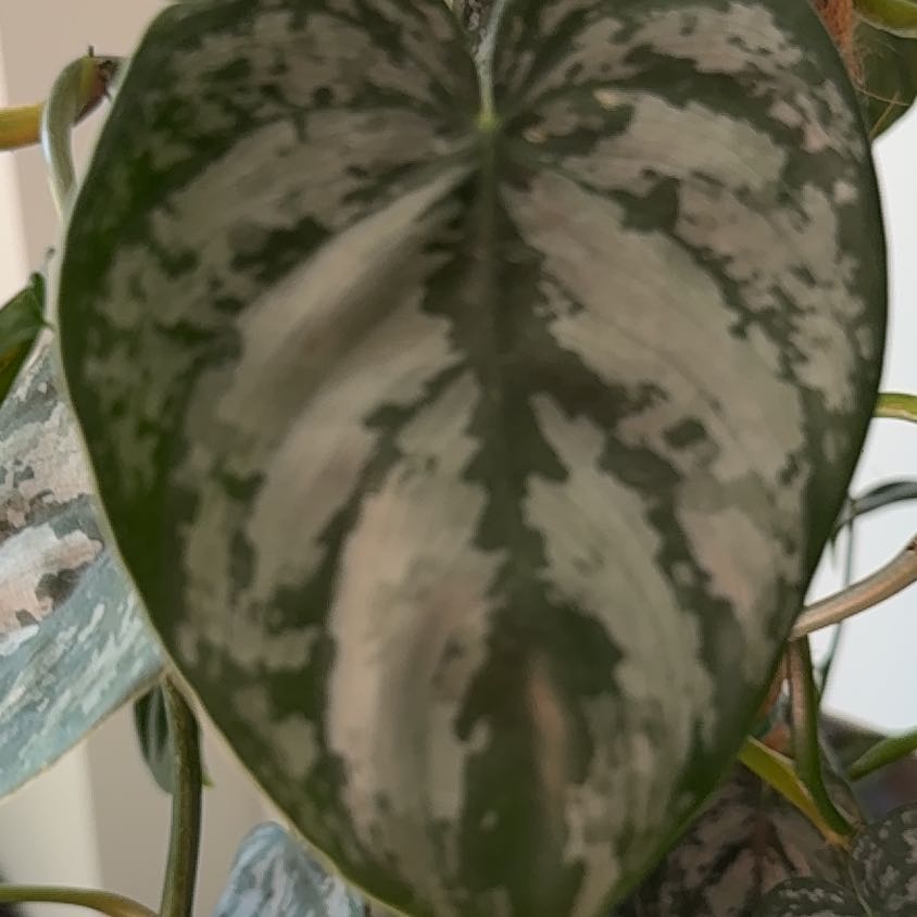 Photo of the plant species Philodendron Brantianum by @HandyRedbush67 named Sabrina on Greg, the plant care app