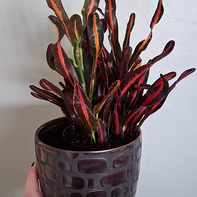 Photo of the plant species Red Banana Croton by @FourstarCosmo38 named Reddy on Greg, the plant care app