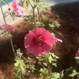 Photo of the plant species Cape Mallow by @StarSilktree42 named Coco on Greg, the plant care app
