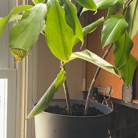 Photo of the plant species Scarlet Spiral-Ginger by @MagicalFlax27 named Dax on Greg, the plant care app