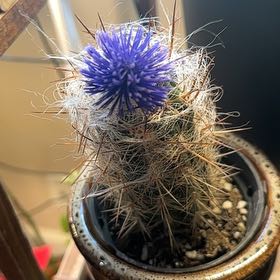 Photo of the plant species Rattail Nipple Cactus by @MagicalFlax27 named Robert Plant on Greg, the plant care app