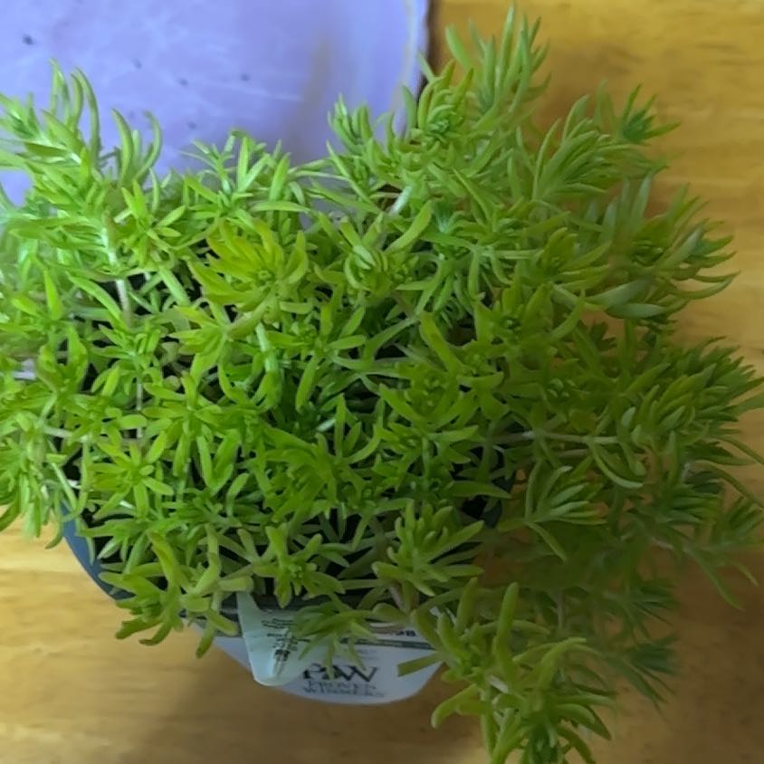 Photo of the plant species Lemon Coral Sedum by @MagicalFlax27 named Fernie Mac on Greg, the plant care app