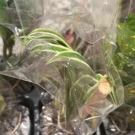 Photo of the plant species Drooping Brome by @EagerEncina66 named Ulysses S Plant on Greg, the plant care app
