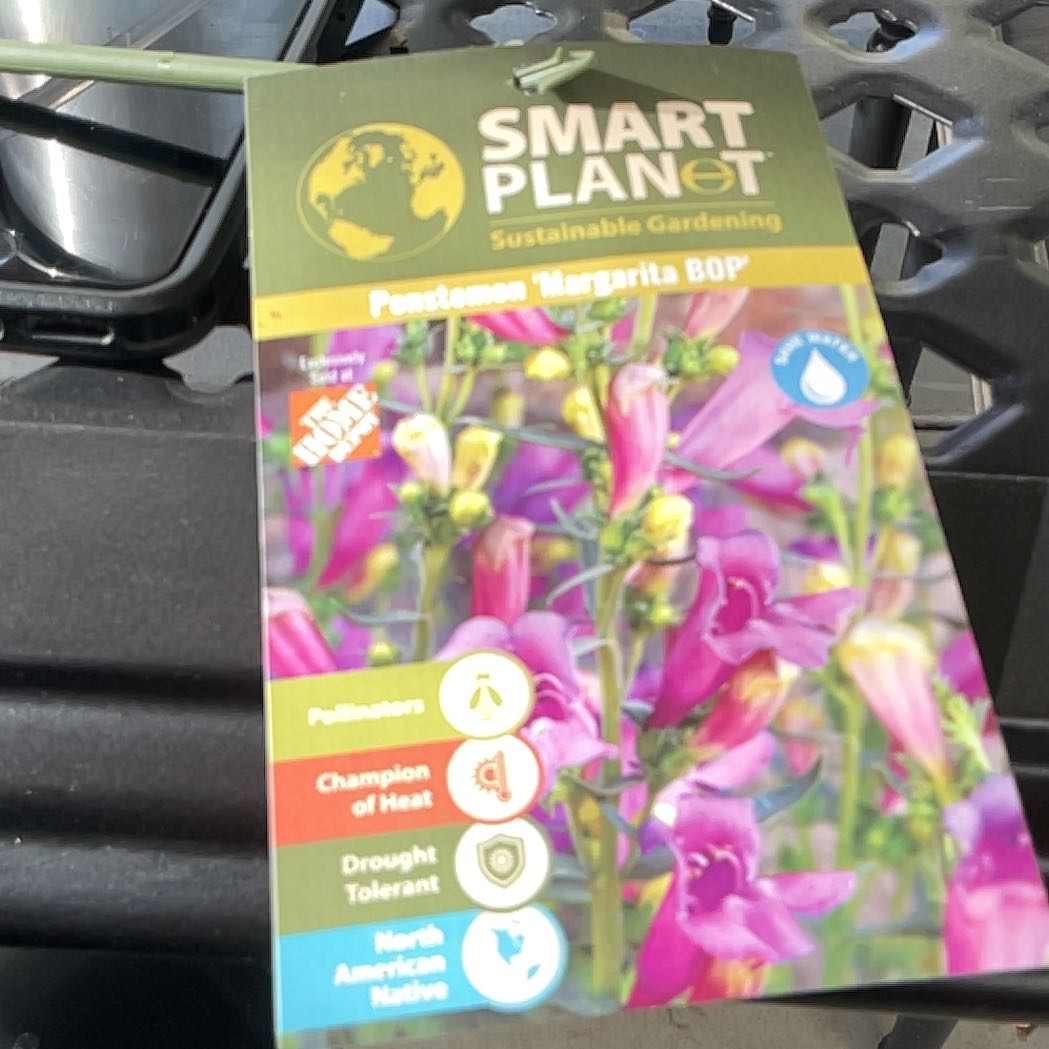 Photo of the plant species Penstemon 'Margarita BOP' by @HardyPansy20 named Tolkien on Greg, the plant care app
