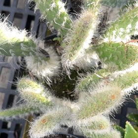 Photo of the plant species Arborescent Prickly Pear by @OrganicAlmond64 named Muhammad Ali on Greg, the plant care app