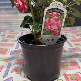 Photo of the plant species Double Impatiens by @BlackDahlia named Lottie 🌸 on Greg, the plant care app