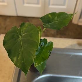 Photo of the plant species Alcoasia Cucullata 'variegated' by @StarMaylily79 named Bodhi on Greg, the plant care app