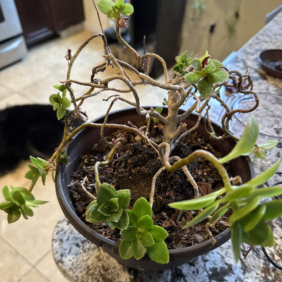 Photo of the plant species Kalanchoe 'Fire Rainbow' by @HunkyBacopa64 named Harmony on Greg, the plant care app