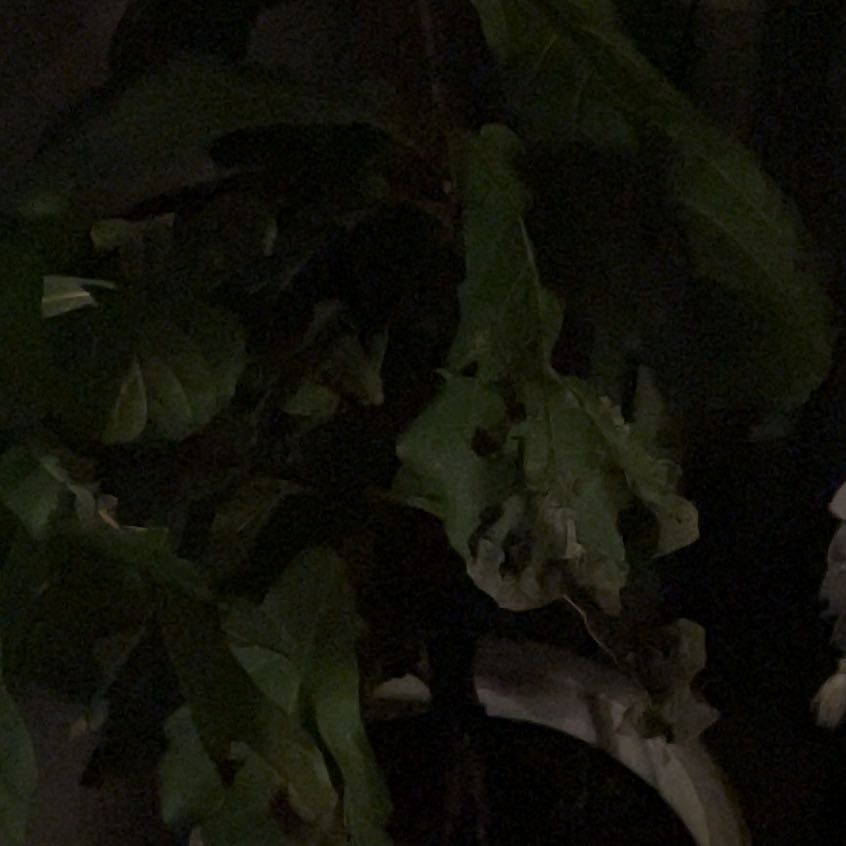 Photo of the plant species Jackfruit by @ZingBluesage46 named Orlando Bloom on Greg, the plant care app