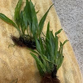 Photo of the plant species Long Strap Fern by @ExquisiteMahoe6 named Rosa on Greg, the plant care app