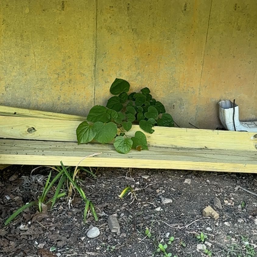 Photo of the plant species Dichondra Repens by @ExquisiteMahoe6 named Aristotle on Greg, the plant care app