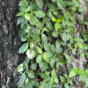 Photo of the plant species Fortune's Spindle by @ExquisiteMahoe6 named Doja Cat on Greg, the plant care app