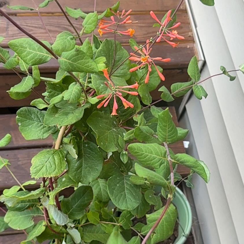 Photo of the plant species Coral Honeysuckle by @ExquisiteMahoe6 named Fernie Saunders on Greg, the plant care app