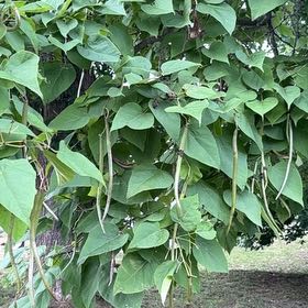 Photo of the plant species Catalpa by @ExquisiteMahoe6 named Einstein on Greg, the plant care app