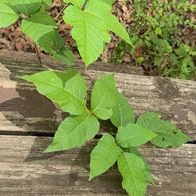 Photo of the plant species Poison Ivy by @ExquisiteMahoe6 named McKinley on Greg, the plant care app