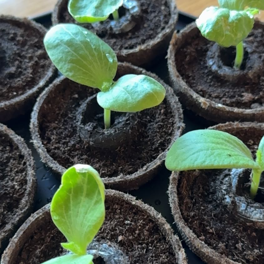 Photo of the plant species Canarian Ivy by @Hgystl named Sol on Greg, the plant care app