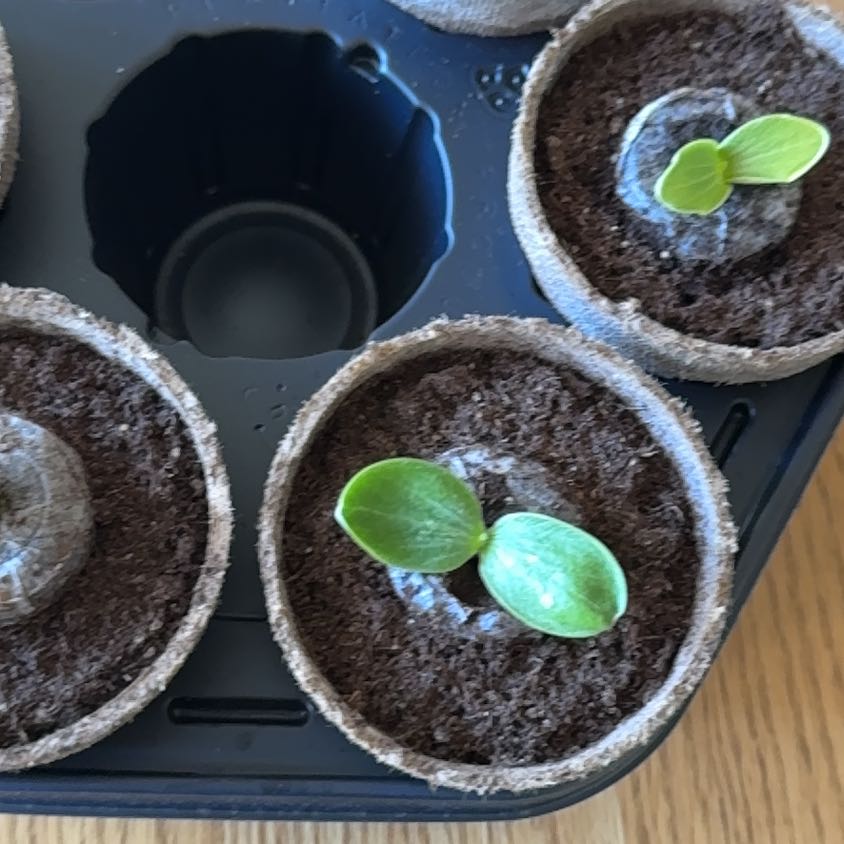 Photo of the plant species Pumpkin by @Hgystl named Queen on Greg, the plant care app
