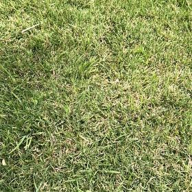 Photo of the plant species Poa Pratensis by @Hgystl named Osmo on Greg, the plant care app