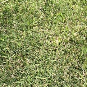 Photo of the plant species Poa Pratensis by @Hgystl named Orlando Bloom on Greg, the plant care app
