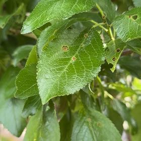 Photo of the plant species Common Plum by @Hgystl named ChloroPhil on Greg, the plant care app
