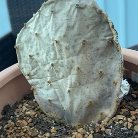 Photo of the plant species Snow Bunny by @OrganicNoni40 named Anne on Greg, the plant care app