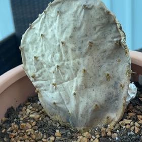Photo of the plant species Snow Bunny by @OrganicNoni40 named Achilles on Greg, the plant care app