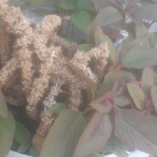 Photo of the plant species Amaranth Pigweed by @ObligingDill62 named Sigmund on Greg, the plant care app