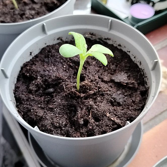 Photo of the plant species Dwarf Sunflower by @PetSapote9 named Duke on Greg, the plant care app