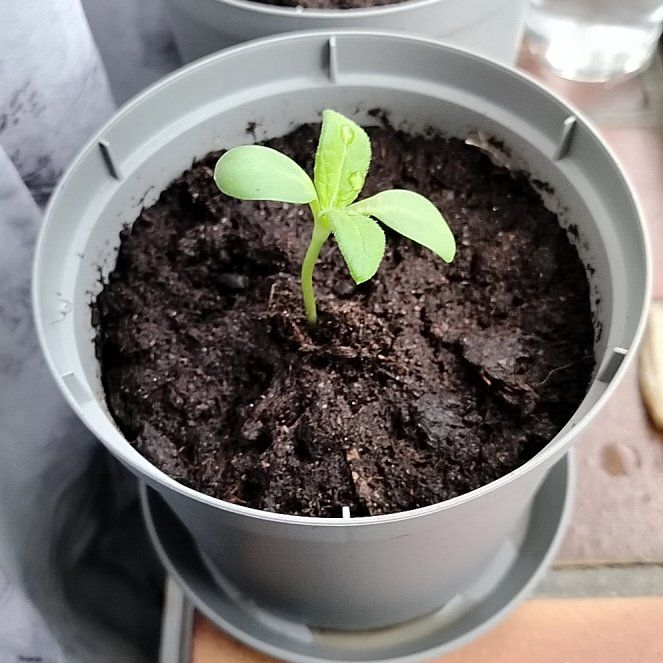 Photo of the plant species Dwarf Sunflower by @PetSapote9 named Terra on Greg, the plant care app