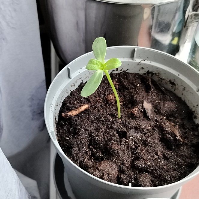 Photo of the plant species Dwarf Sunflower by @PetSapote9 named Captain Plante on Greg, the plant care app