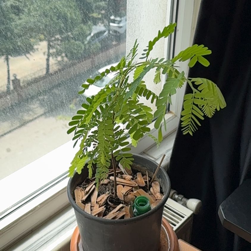 Photo of the plant species Tamarind by @ProfoundBroom92 named Lavender on Greg, the plant care app