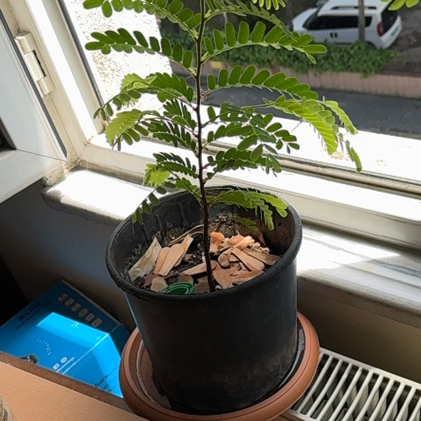 Photo of the plant species Tamarind by @ProfoundBroom92 named Achilles on Greg, the plant care app