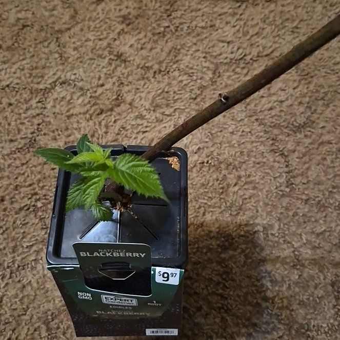 Photo of the plant species Natchez Blackberry by @GaietyAlula95 named Sage on Greg, the plant care app