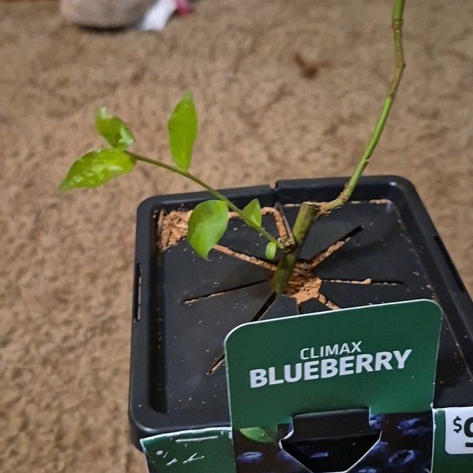Photo of the plant species Climax Blueberry by @GaietyAlula95 named Winston on Greg, the plant care app