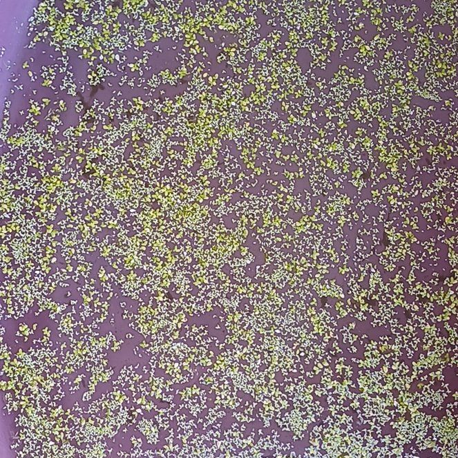 Photo of the plant species Common Duckweed by @ChosenFuchsia36 named Emerson on Greg, the plant care app