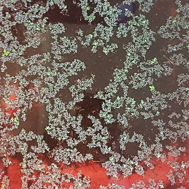 Photo of the plant species Carolina Mosquitofern by @ChosenFuchsia36 named Lola on Greg, the plant care app