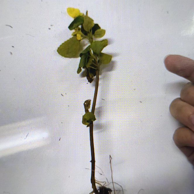 Photo of the plant species Field Mustard by @ZippyMakura90 named Prince on Greg, the plant care app