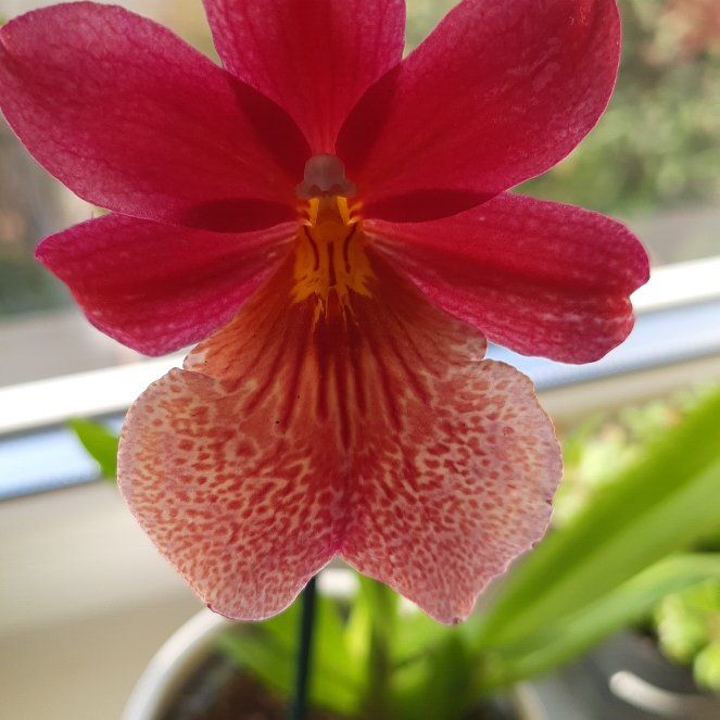 Photo of the plant species Vuylstekeara Hybrid by @GeniusChilli21 named Winston on Greg, the plant care app