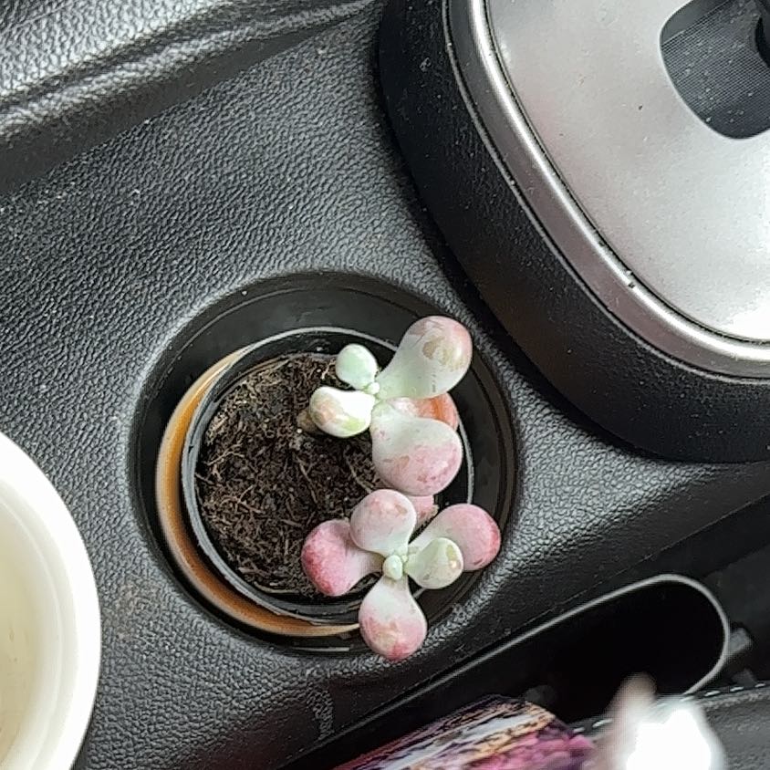 Photo of the plant species Lavender Pebbles by @MatureMonstera named Willow on Greg, the plant care app