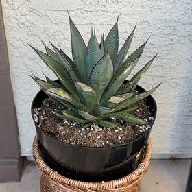 Photo of the plant species Agave Blue Glow by @SavvyMikimiki90 named Luna on Greg, the plant care app