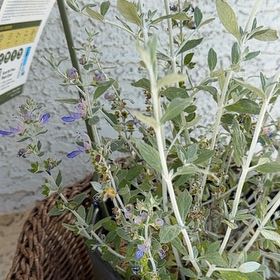 Photo of the plant species Tree Germander by @SavvyMikimiki90 named Orlando Bloom on Greg, the plant care app