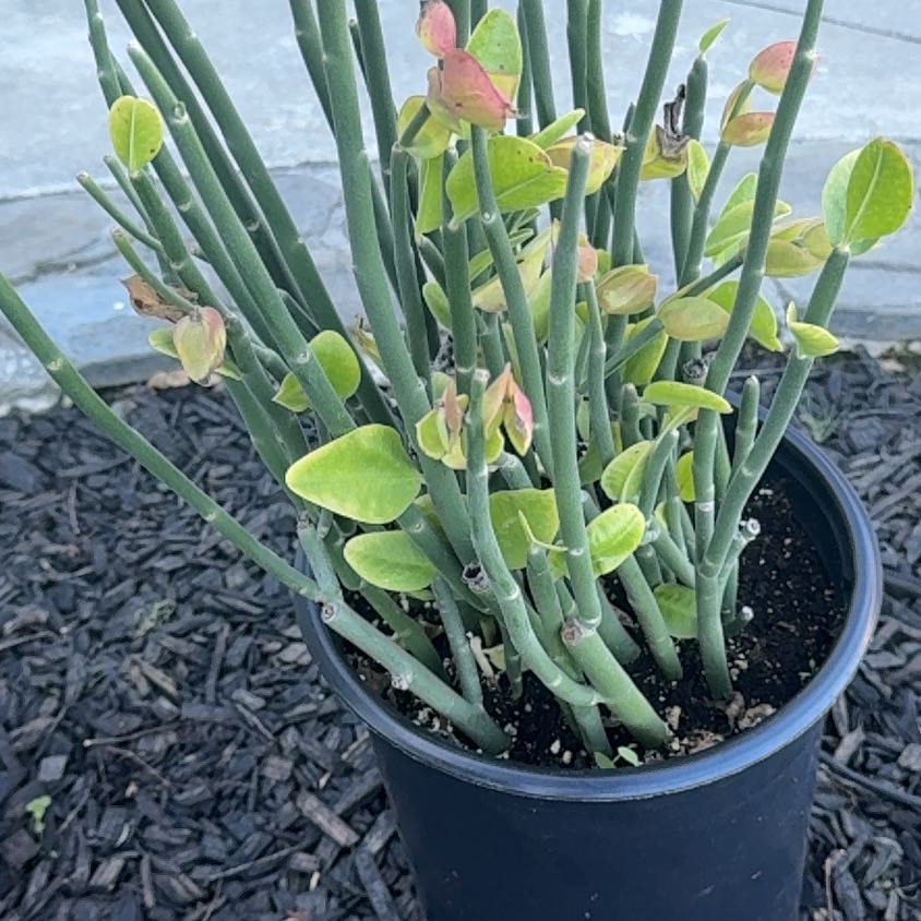 Photo of the plant species Pedilanthus bracteatus by @QuesterKanono named Sir Plancelot on Greg, the plant care app