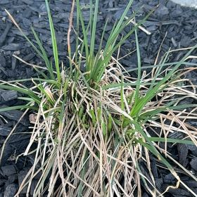 Photo of the plant species Red Hot Poker by @QuesterKanono named Orlando Bloom on Greg, the plant care app