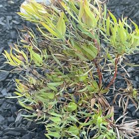 Photo of the plant species Common Sunshine Conebush by @QuesterKanono named Gaga on Greg, the plant care app