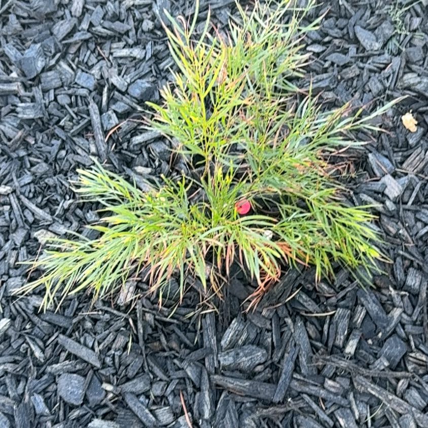 Photo of the plant species Bulbous Bluegrass by @QuesterKanono named Scarlett on Greg, the plant care app
